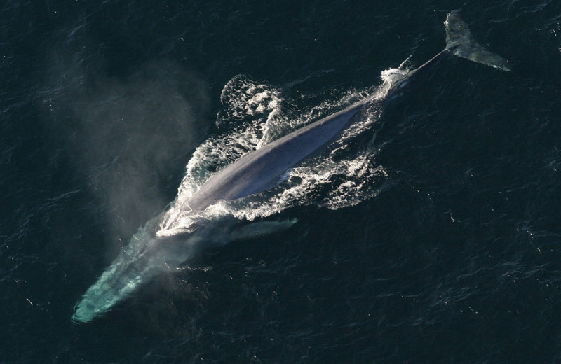 Кто кого поборет: самые большие живые существа в море, на суше и в воздухе
