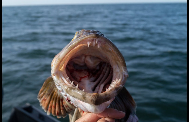 У этой рыбы 555 зубов. Она теряет по 20 каждый день
