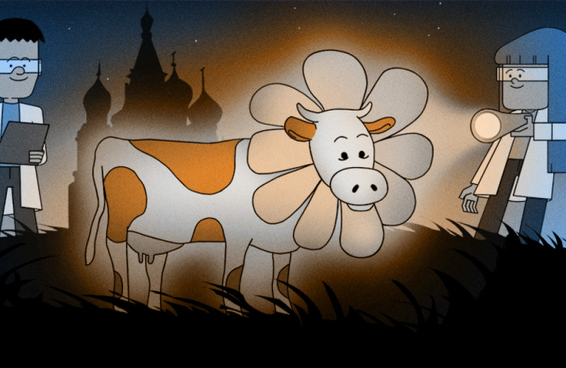 Как (и зачем) под Москвой корову клонировали