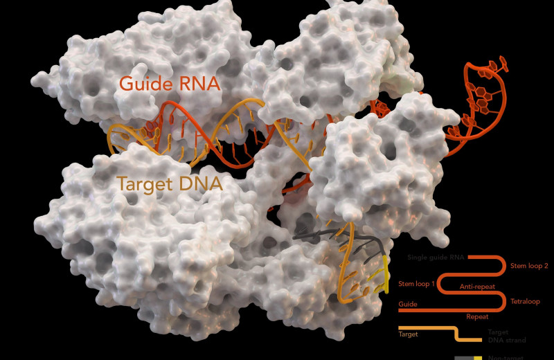 Новый метод позволяет редактировать ДНК миллиарда клеток за один прогон