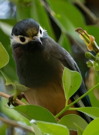 Эсхинантус с короткими широкими цветками не вписался в модель Гранта-Стеббинса