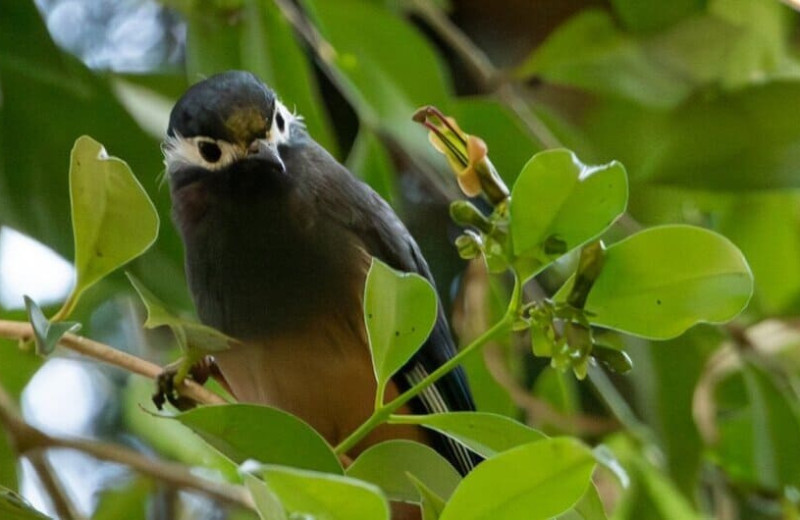 Эсхинантус с короткими широкими цветками не вписался в модель Гранта-Стеббинса