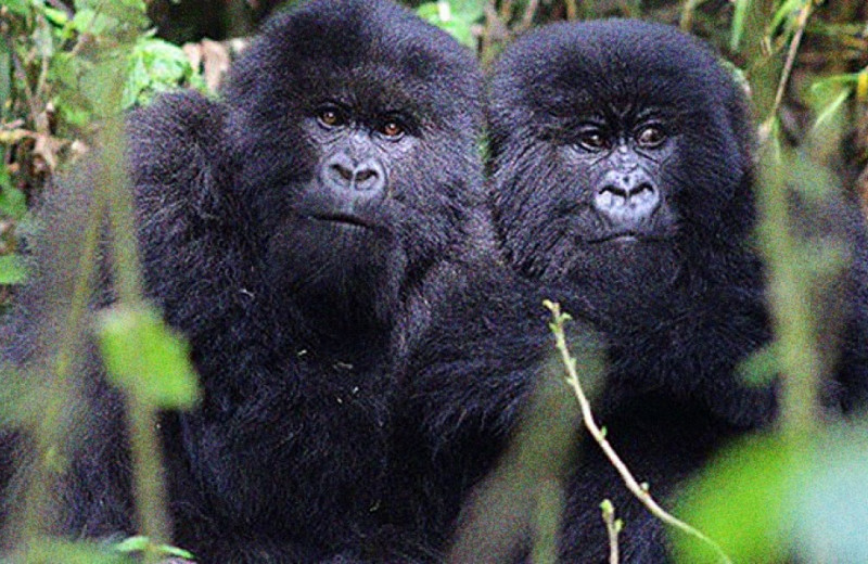 Детские травмы не снизили продолжительность жизни взрослых горилл