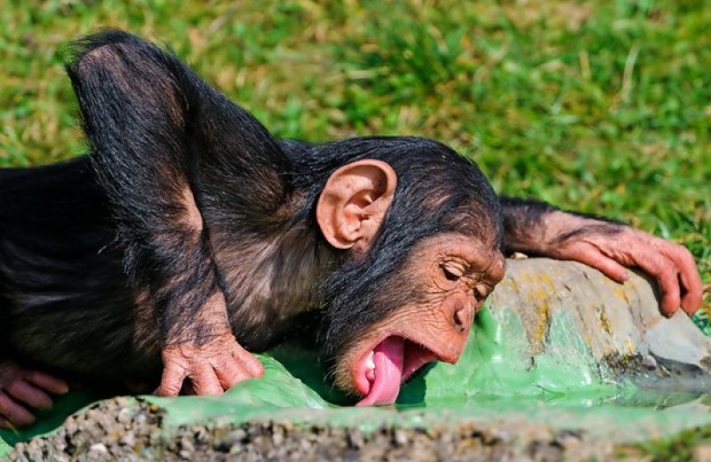 Летучие мыши и приматы оказались самыми стойкими к опьянению зверями