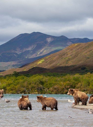Слишком много медведей: на Камчатке предлагают начать отстрел обитателей Кроноцкого заповедника