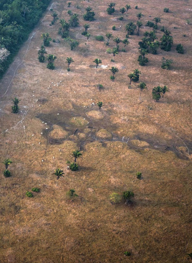 Коллагеновая ампула. Как индустрия красоты разрушает экосистему лесов Амазонии