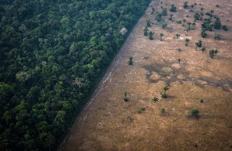 Коллагеновая ампула. Как индустрия красоты разрушает экосистему лесов Амазонии