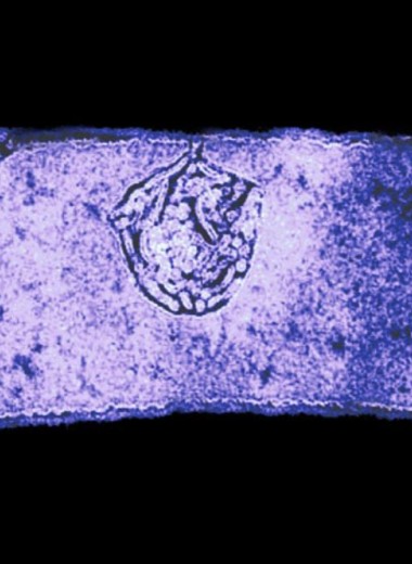 Лактобациллы кишечника связали с хорошей памятью мышей