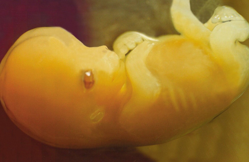 Развитие эмбриона человека зависит от вирусной инфекцией возрастом 500 миллионов лет