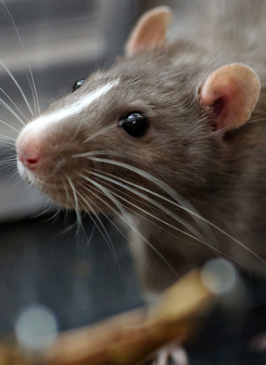 Перехват изображения: как биологи «прочитали мысли» животного