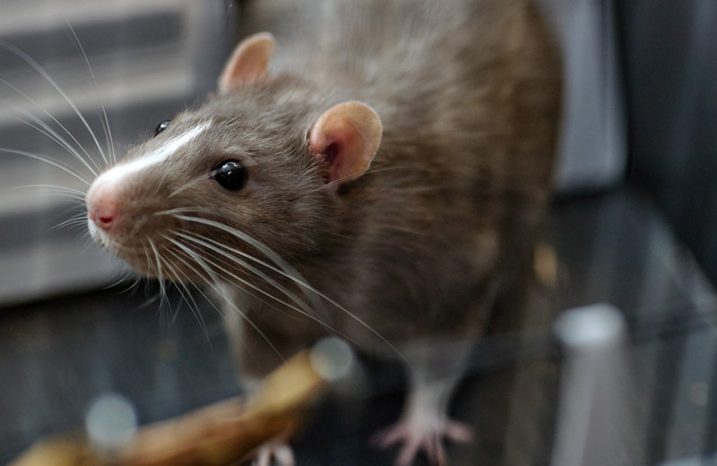 Перехват изображения: как биологи «прочитали мысли» животного