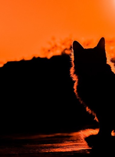Убийца, который ходит сам по себе: самые опасные породы кошек