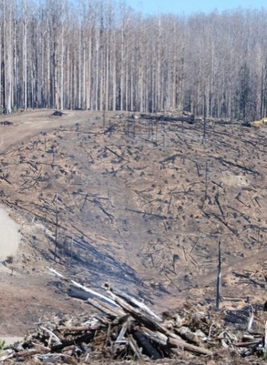 Пространственный анализ австралийских пожаров указал на недостатки природоохранной политики