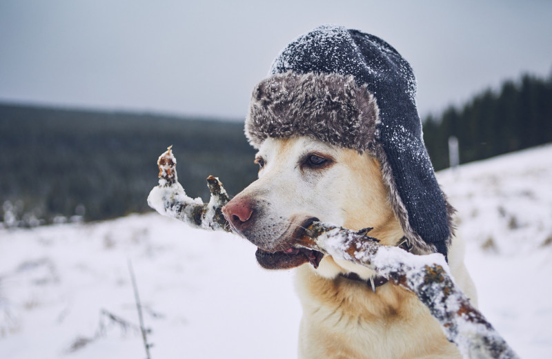 7 советов по подготовке собаки к зиме