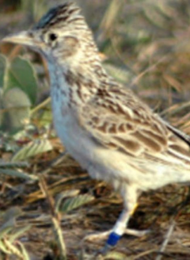 Резервная популяция вымирающих жаворонков с Кабо-Верде за семь лет выросла до 850-1000 особей