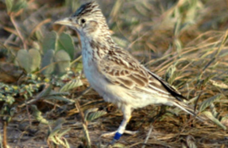 Резервная популяция вымирающих жаворонков с Кабо-Верде за семь лет выросла до 850-1000 особей