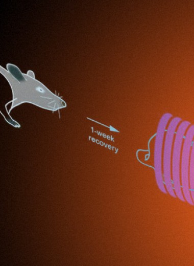 Магнитные наночастицы отрегулировали работу надпочечников крыс