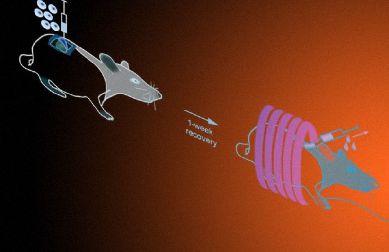 Магнитные наночастицы отрегулировали работу надпочечников крыс