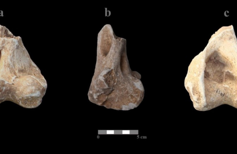Среди старых находок с юга Испании обнаружили кость пещерного льва