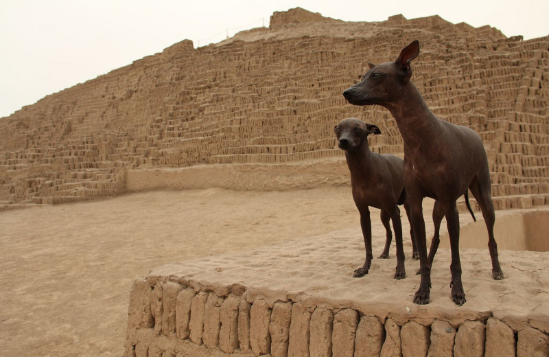 Пять самых древних пород собак