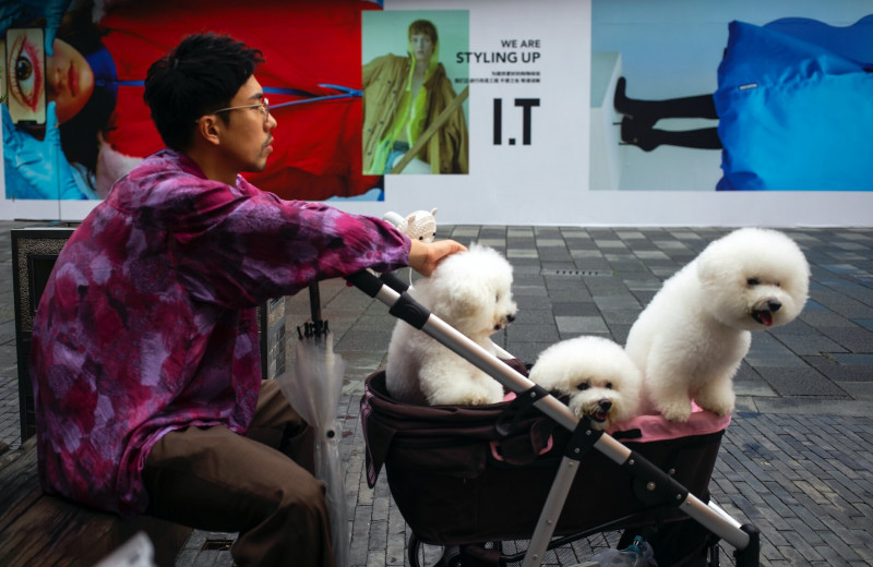 Едят ли в Китае собак? Узнайте правду об этом популярном мифе!