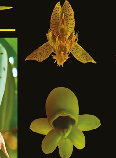 Мужские и женские цветки орхидеи запахли по-разному ради пчел
