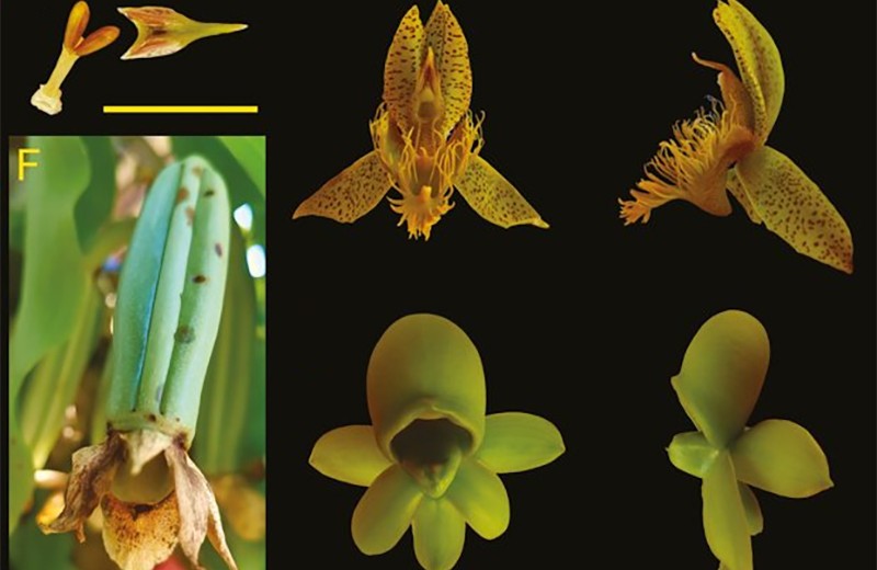 Мужские и женские цветки орхидеи запахли по-разному ради пчел
