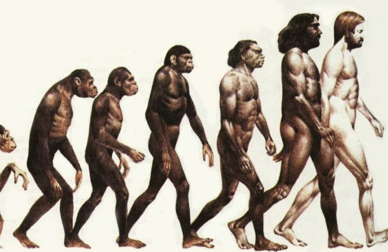 Homo sapiens vs Homo neanderthalensis: почему победитель только один