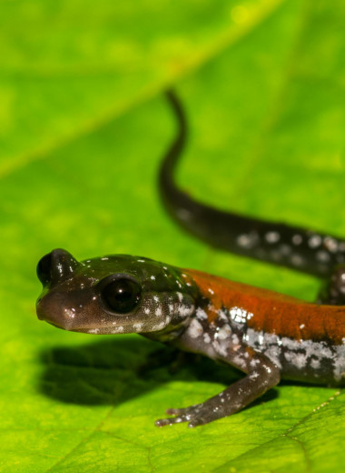 Могут себе позволить: зачем у саламандр до рождения исчезают легкие?