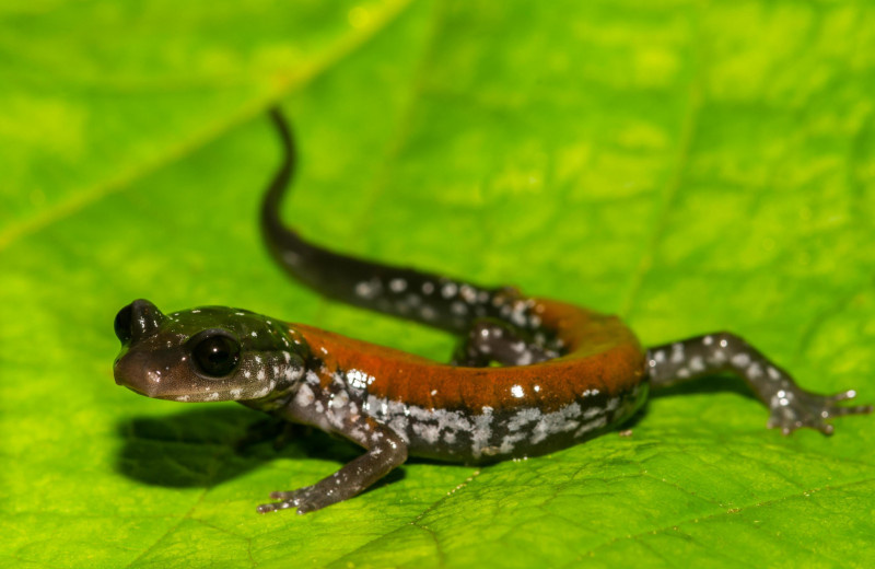 Могут себе позволить: зачем у саламандр до рождения исчезают легкие?