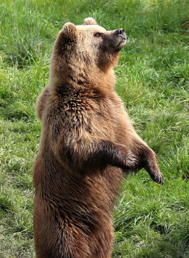 Современные популяции бурых медведей разделились около 150-100 тысяч лет назад