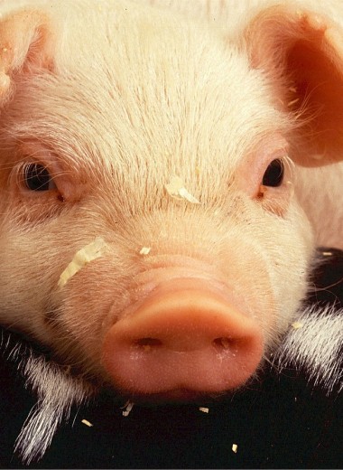 Ученым удалось частично оживить мозг умершей свиньи – и это сенсация