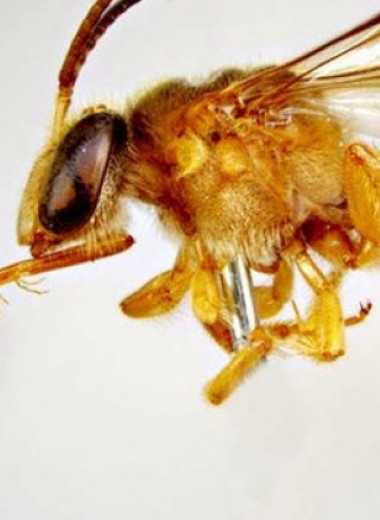 Австралийских пчел застали за ночным кормлением
