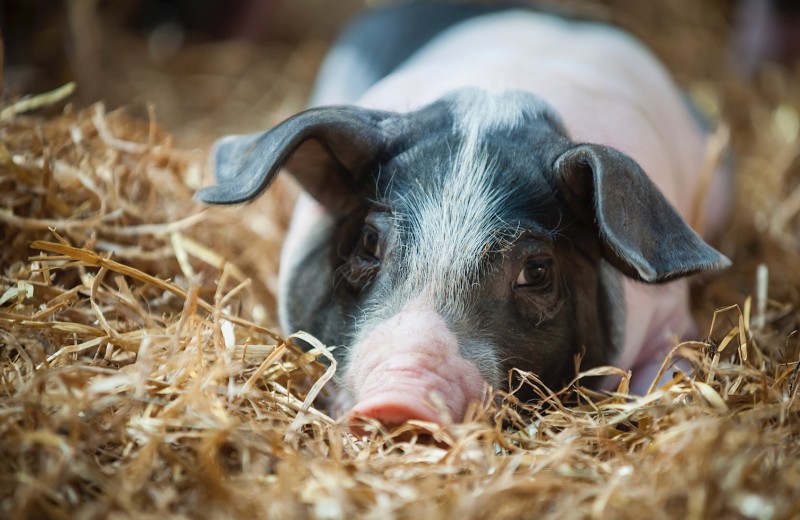Свиньи и этика: чем опасны новые эксперименты на мозге животных