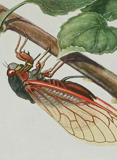 Нашествия цикад: как и почему раз в 13 или 17 лет из-под земли появляются эти насекомые