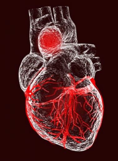 Дела сердечные: что такое кардио-чекап и кому он нужен