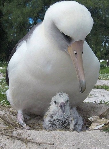 Мама в 68 лет: старейшая в мире самка альбатроса поставила рекорд