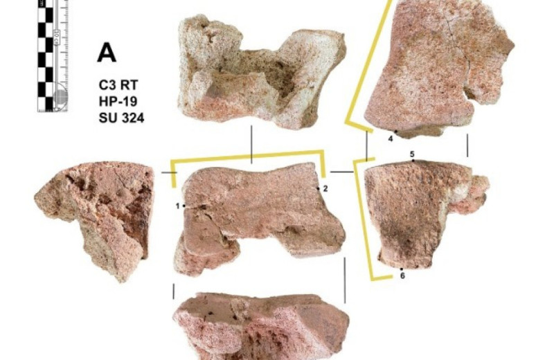 Слоновую кость из Испании связали с армией Ганнибала