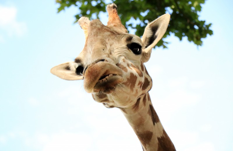 В китайском зоопарке неизвестный забросал жирафа деньгами