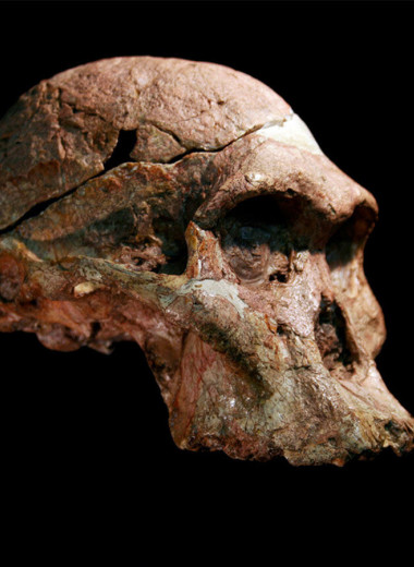 Старше на миллион лет: как новое открытие изменило картину эволюции человека