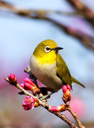 Пернатые, поющие и летающие: лучшие книги о птицах, которые научат вас порхать по жизни