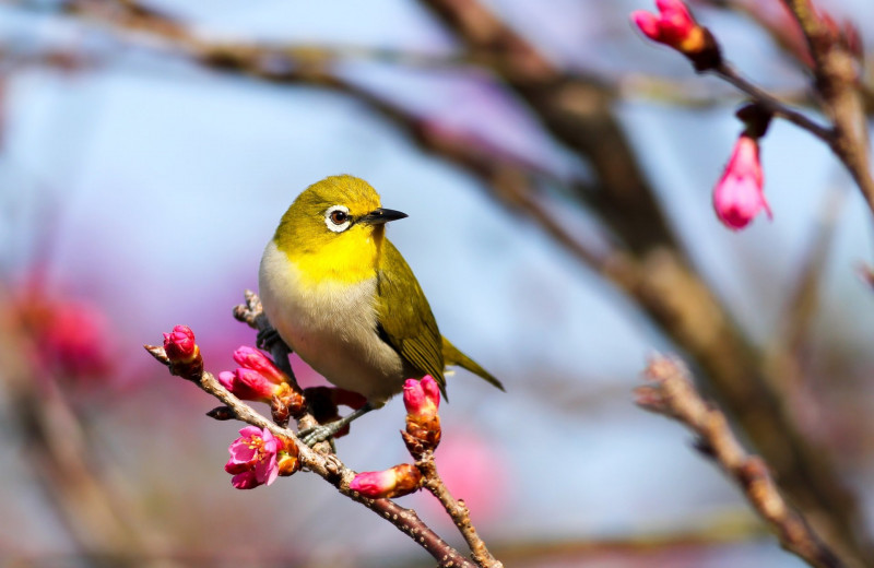 Пернатые, поющие и летающие: лучшие книги о птицах, которые научат вас порхать по жизни