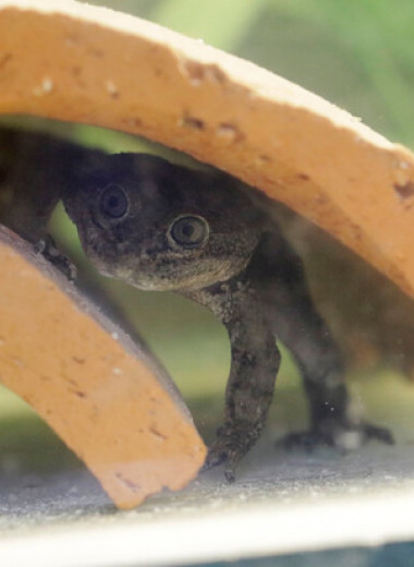 Чилийцы добились размножения редчайших лягушек из пустыни Атакама