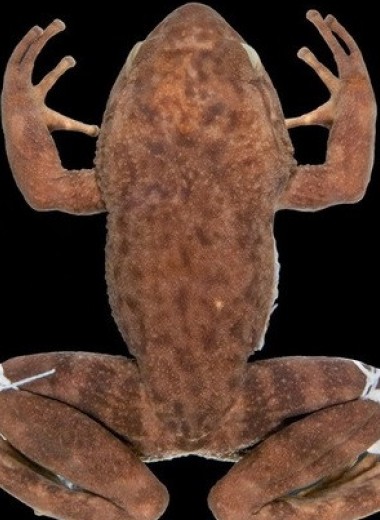 Считавшуюся вымершей бразильскую лягушку переоткрыли с помощью экзогенной ДНК