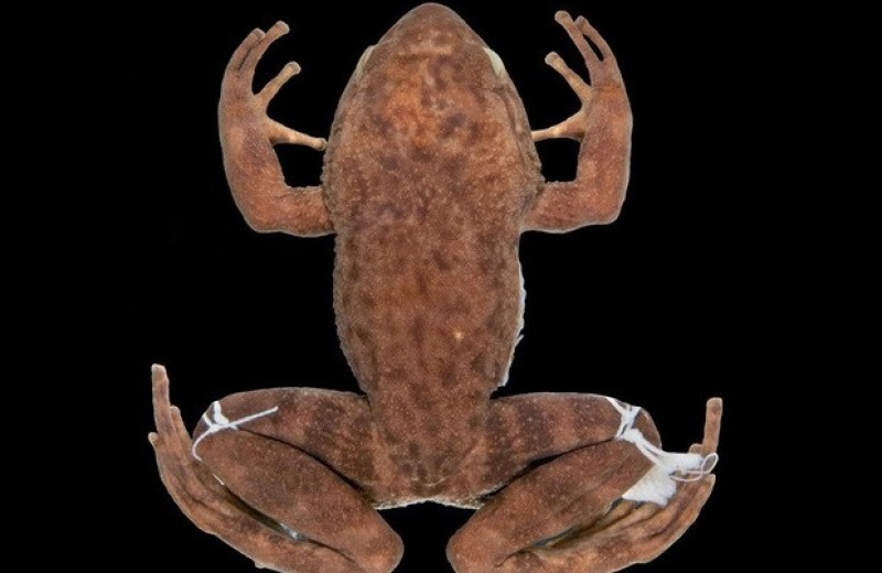 Считавшуюся вымершей бразильскую лягушку переоткрыли с помощью экзогенной ДНК