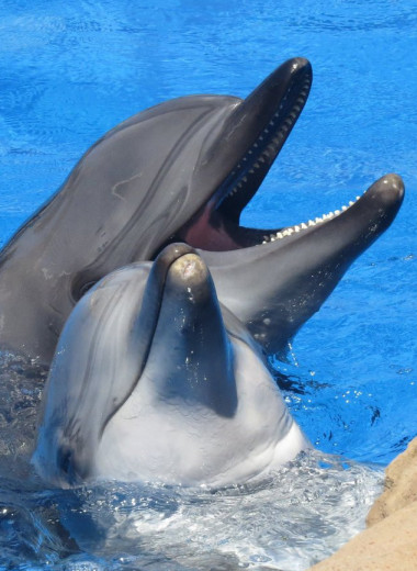 Все как у людей: клитор у самок дельфинов отвечает за удовольствие
