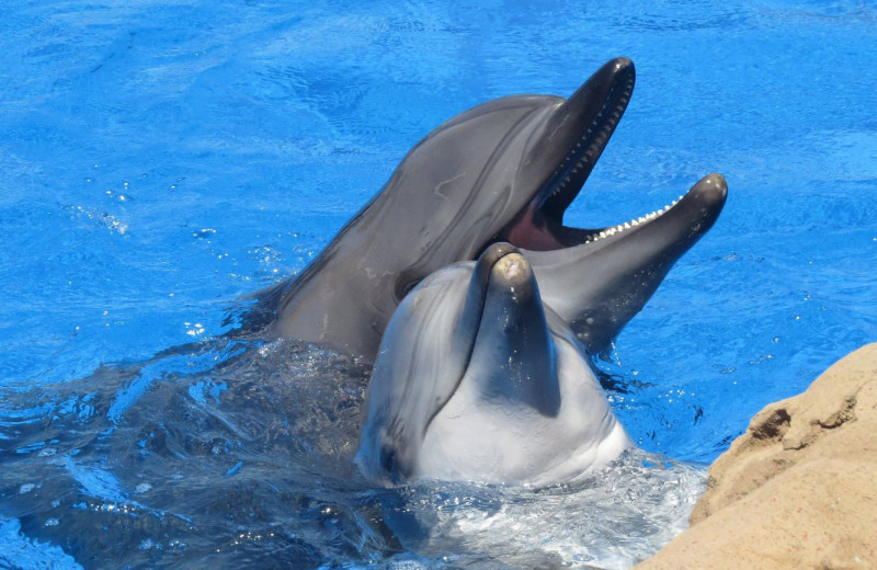 Все как у людей: клитор у самок дельфинов отвечает за удовольствие