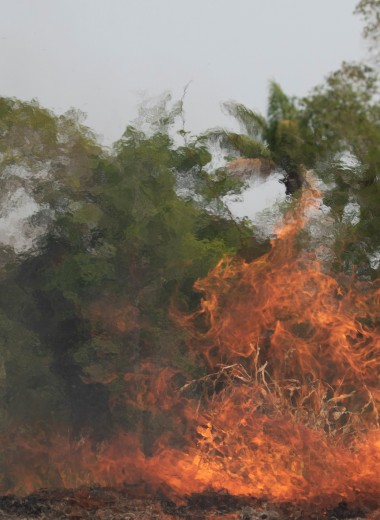 Amazon, помоги Амазонии: пользователи Twitter призвали Безоса посодействовать борьбе с лесными пожарами