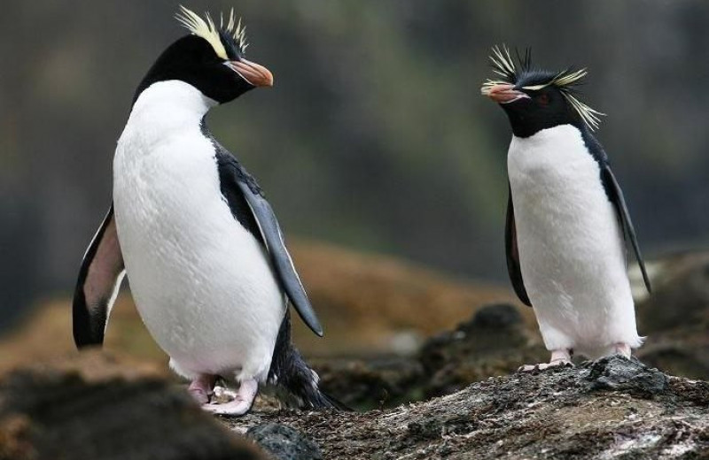 Какой ужас: хохлатые пингвины всегда бросают свое первое яйцо. Но почему они поступают так жестоко?