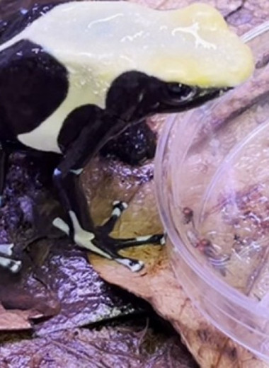 Присутствие сородичей заставило лягушек быстрее стучать пальцем во время кормления